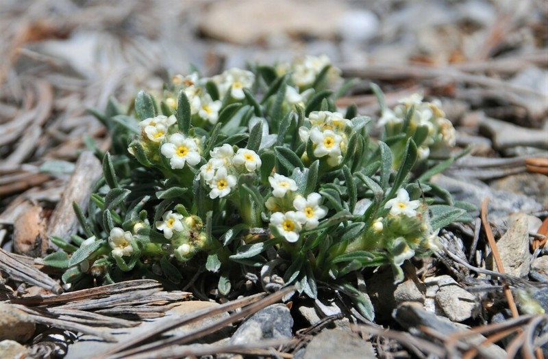 Bristlecone Cryptantha photo 2