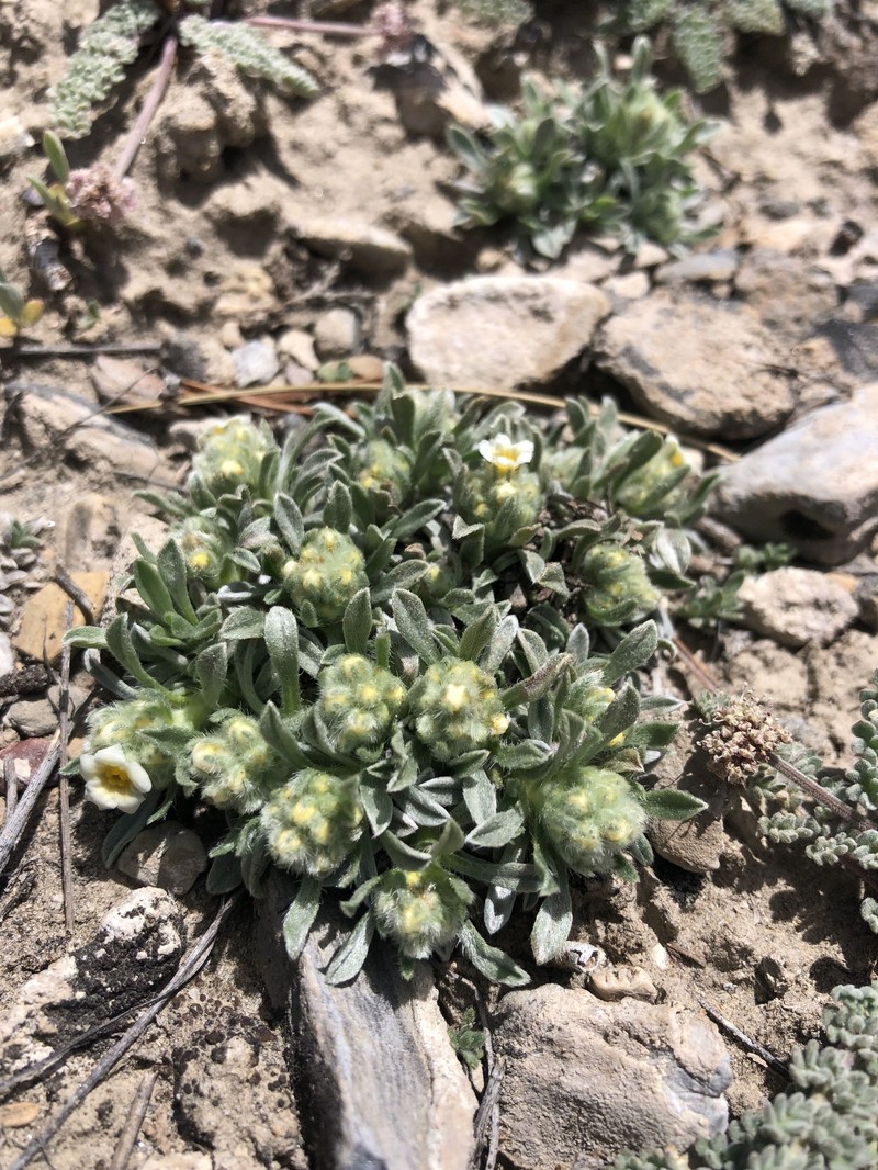 Bristlecone Cryptantha photo 5