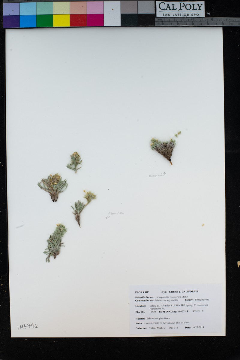 Bristlecone Cryptantha photo 6