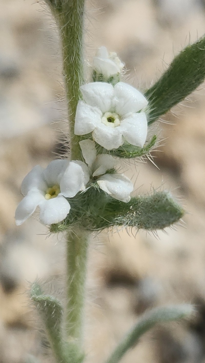 Wrinkled Cryptantha