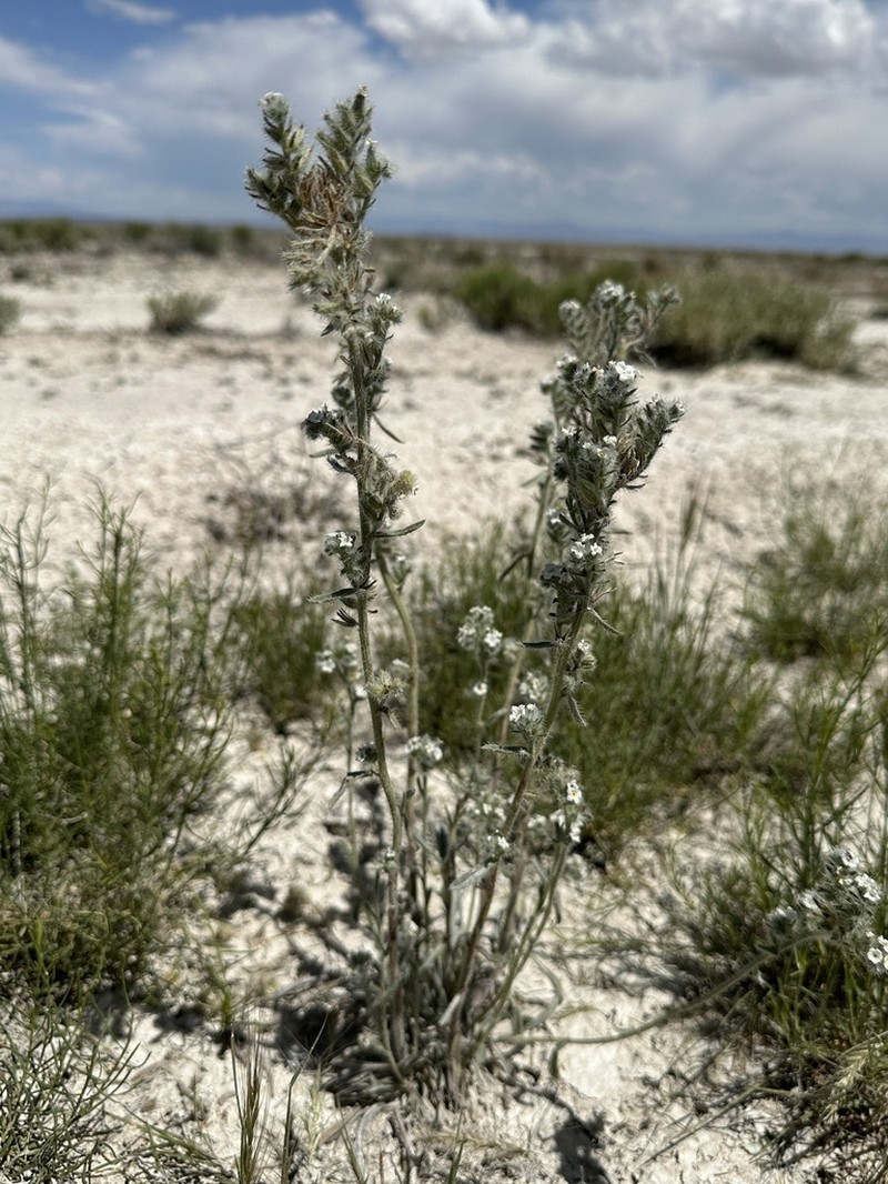 Wrinkled Cryptantha photo 2