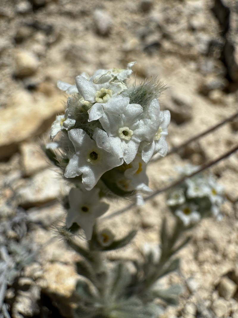 Wrinkled Cryptantha photo 3