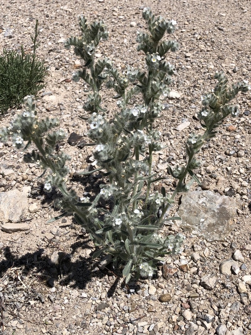 Wrinkled Cryptantha photo 4