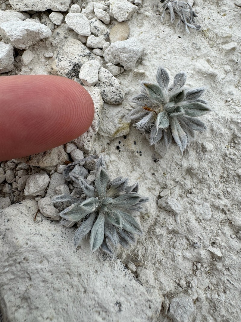 Wrinkled Cryptantha photo 5