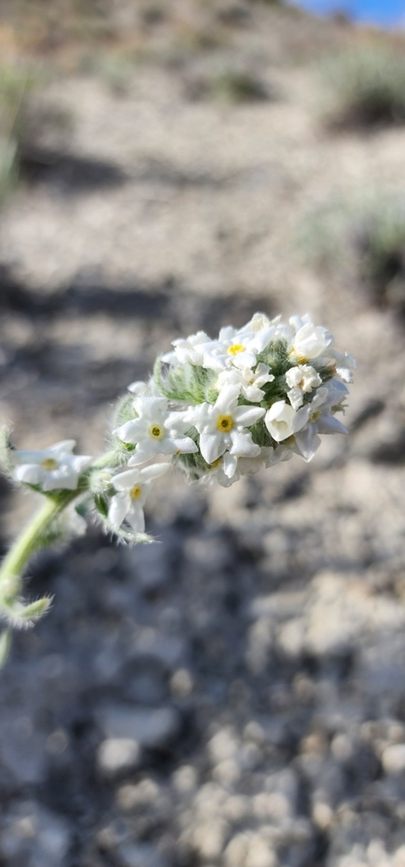 Wrinkled Cryptantha photo 6