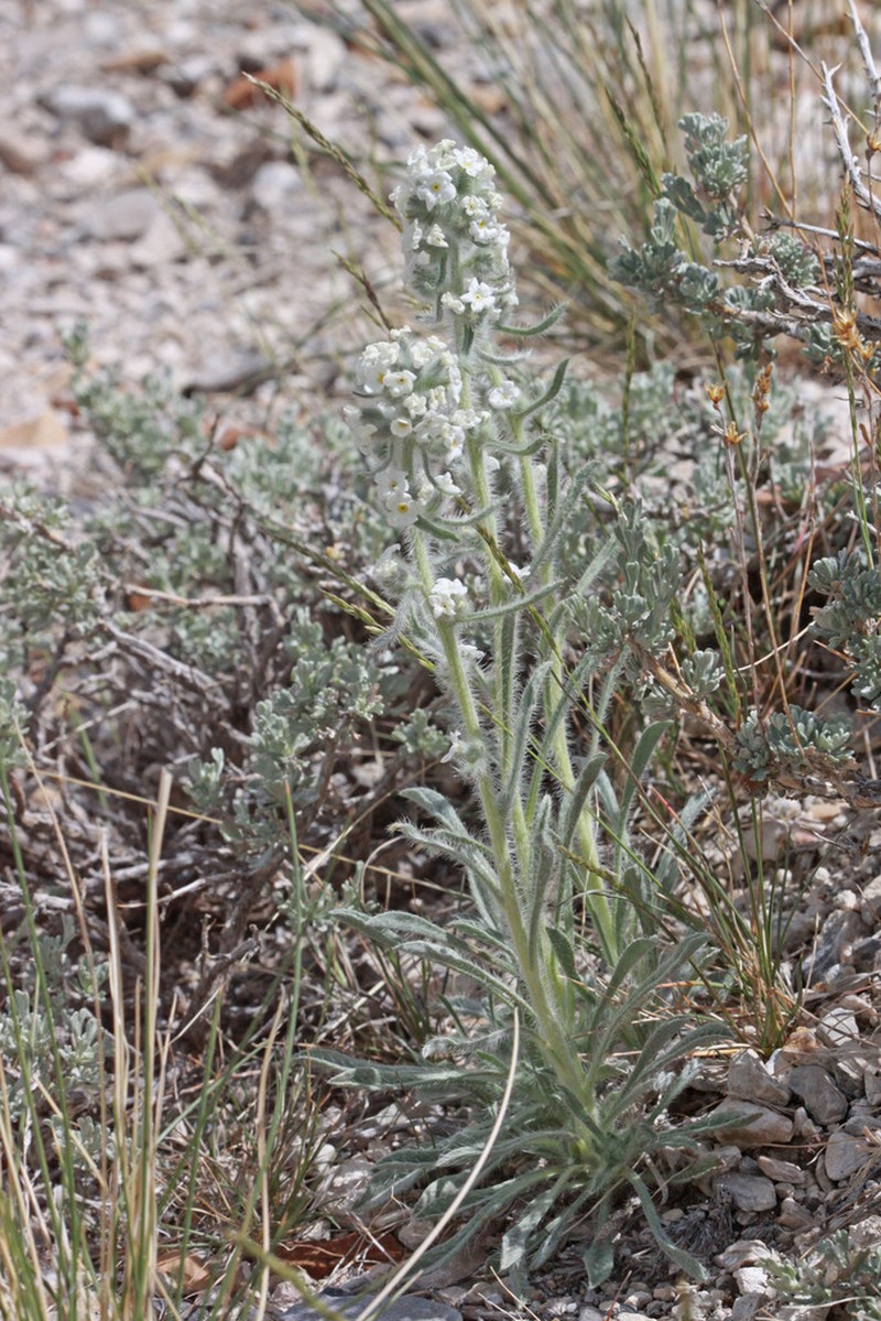 Wrinkled Cryptantha photo 7