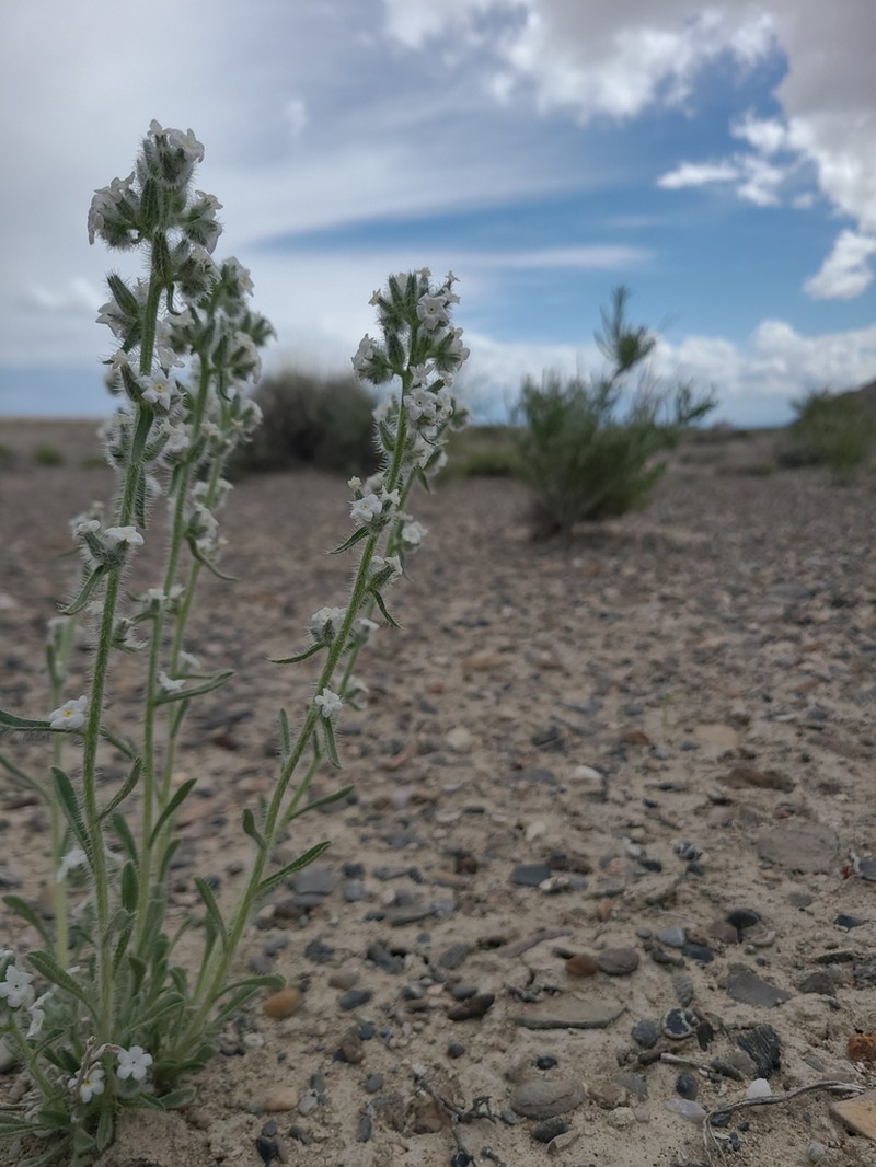 Wrinkled Cryptantha photo 8
