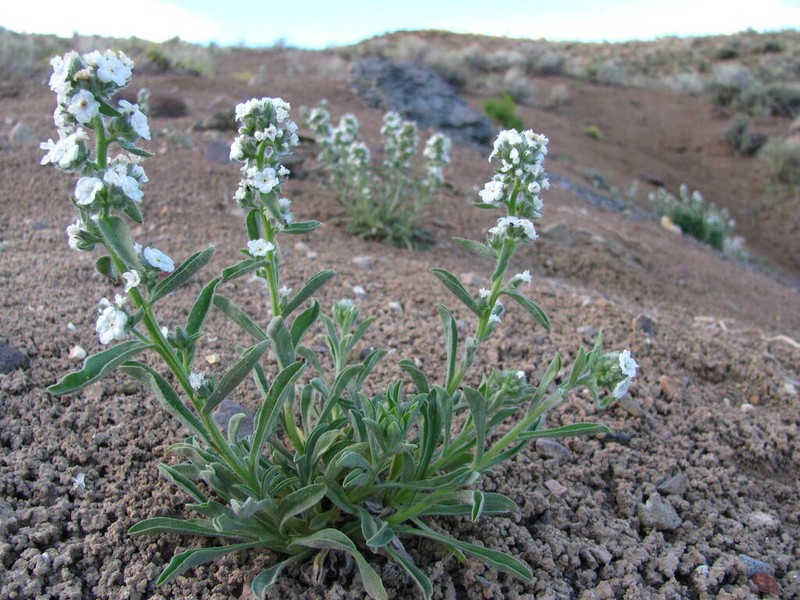 Salmon River Cryptantha