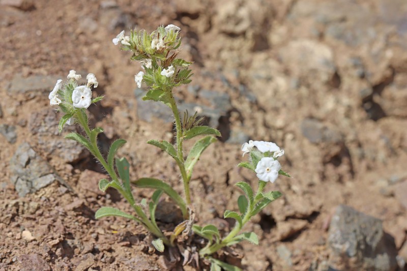 Salmon River Cryptantha photo 3