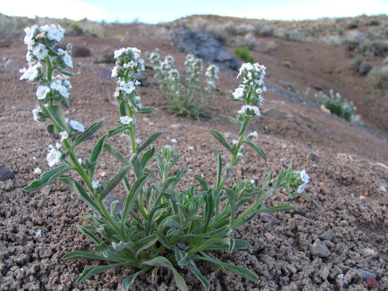 Salmon River Cryptantha photo 4