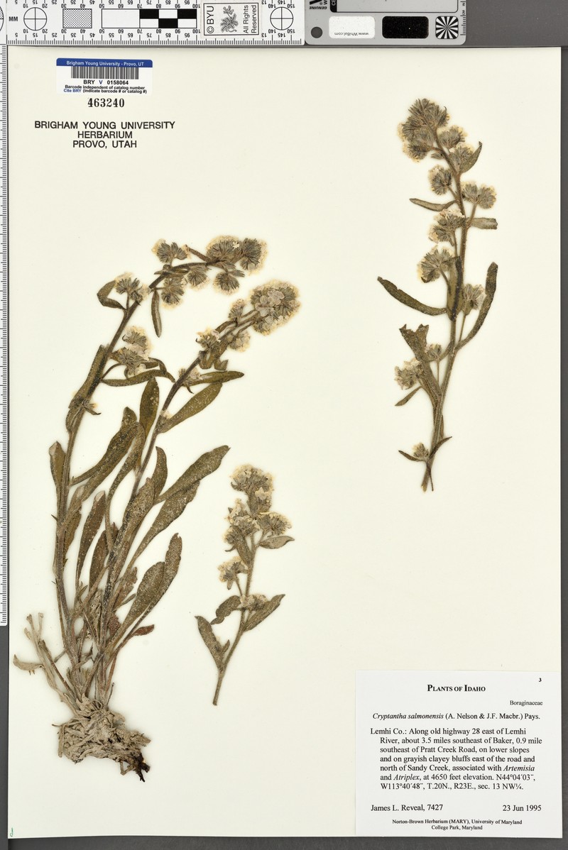 Salmon River Cryptantha photo 5