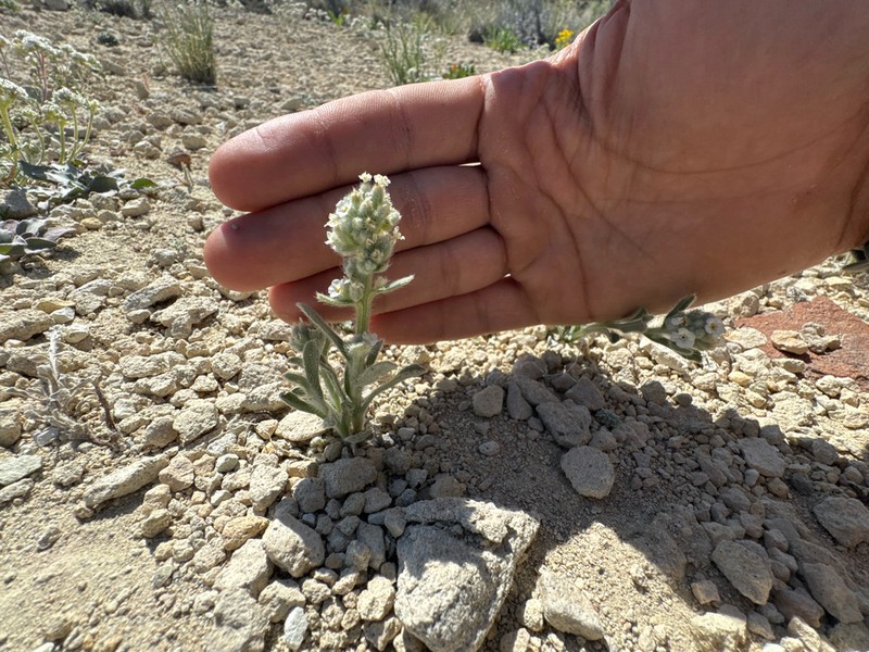 Oreocarya schoolcraftii