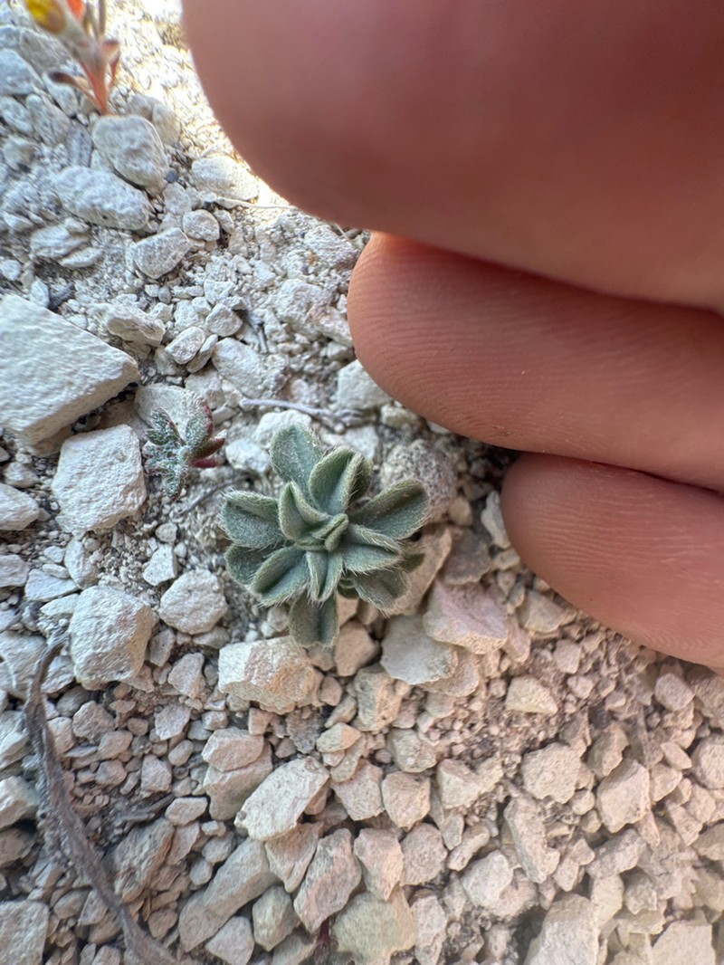 Oreocarya schoolcraftii photo 4
