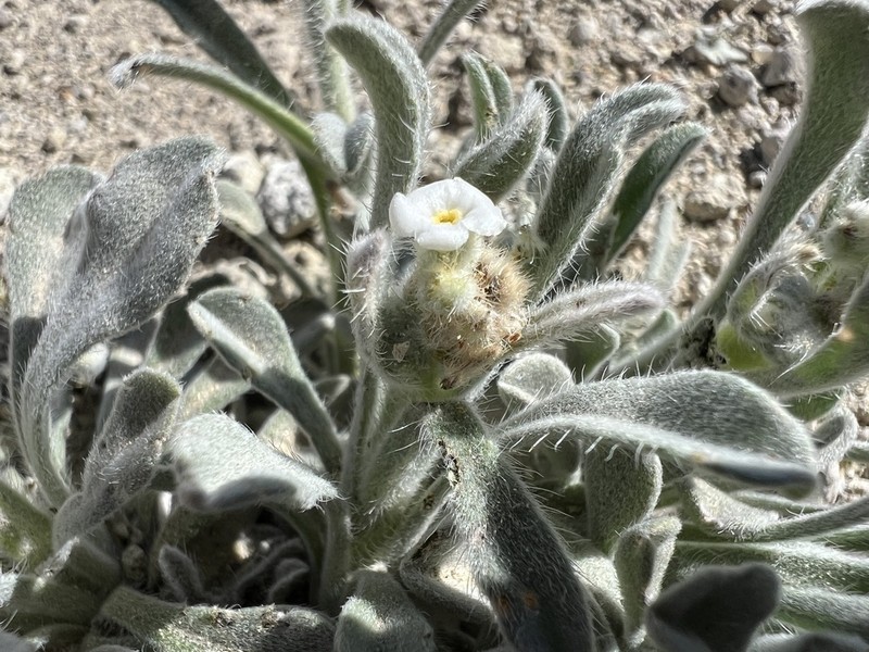 Oreocarya schoolcraftii photo 7