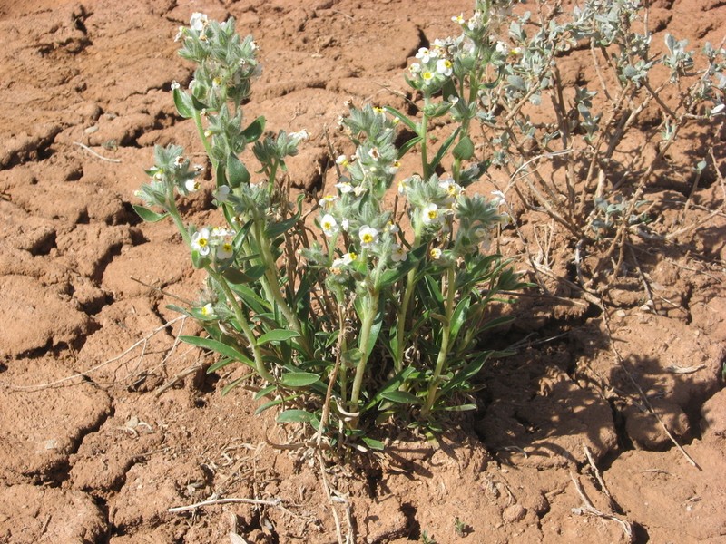 Smooth Cryptantha