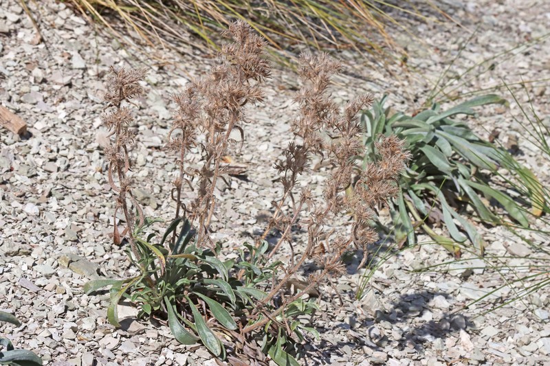 Silky Cryptantha