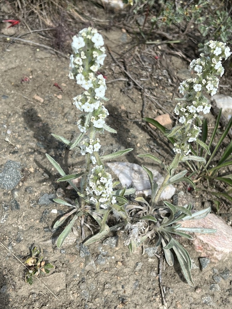 Silky Cryptantha photo 2