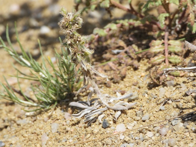 Silky Cryptantha photo 3
