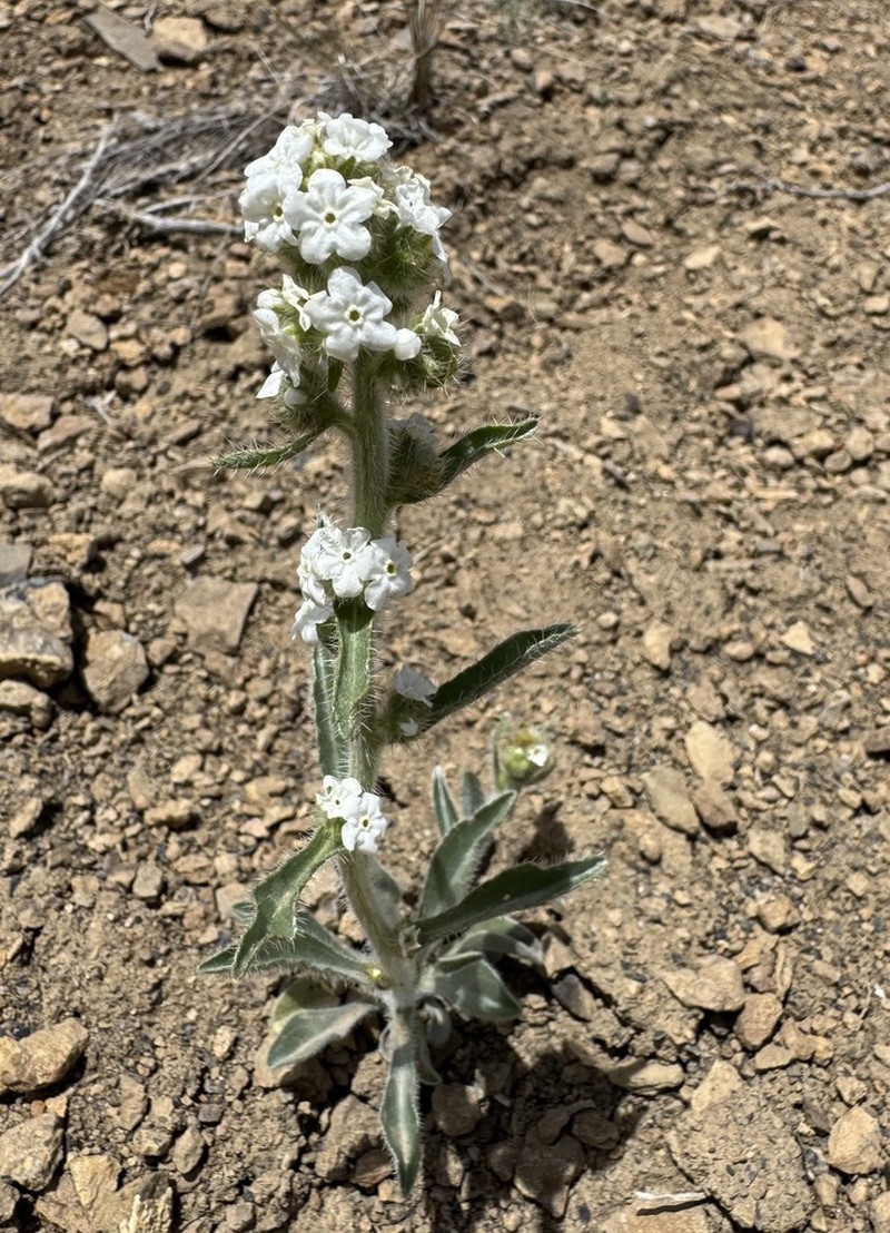Silky Cryptantha photo 4