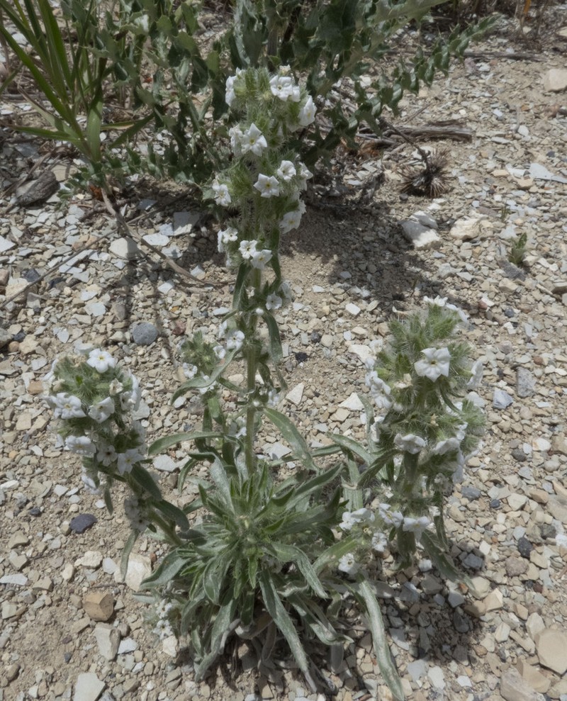 Silky Cryptantha photo 5