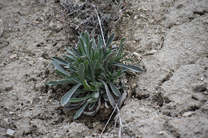 Silky Cryptantha photo 6
