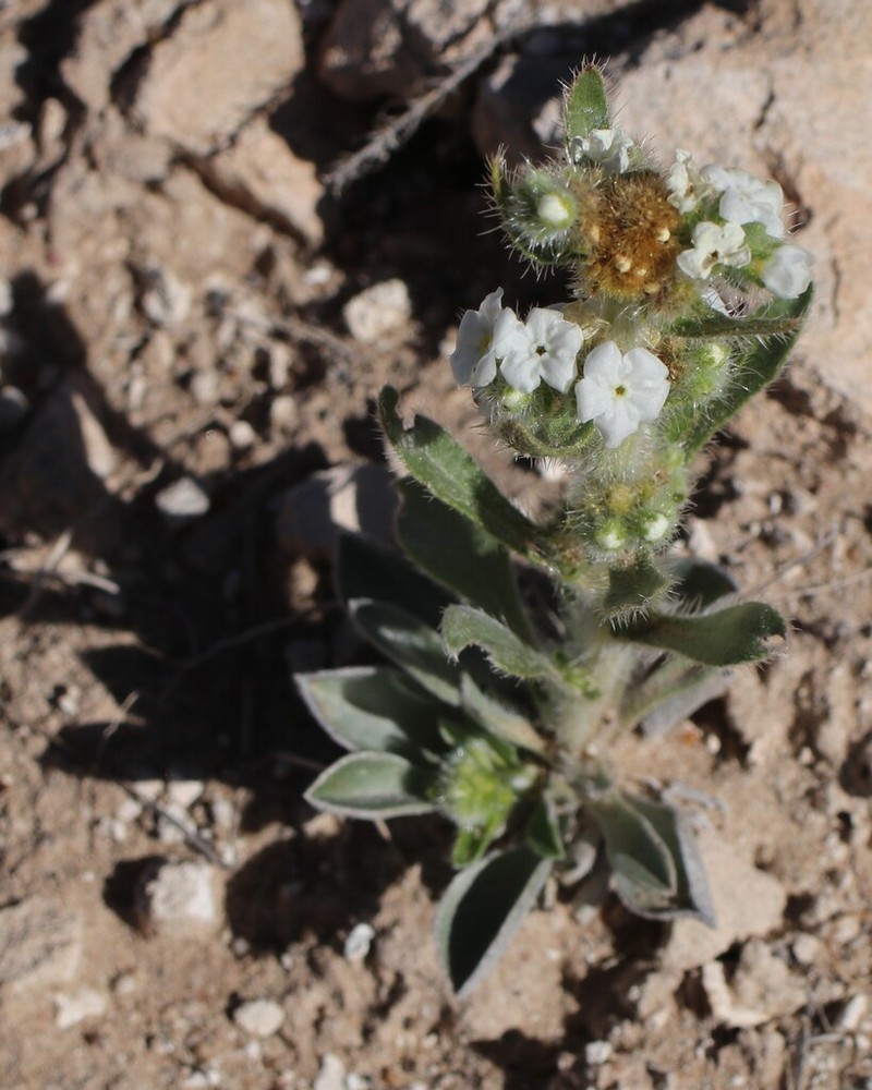 Silky Cryptantha photo 7