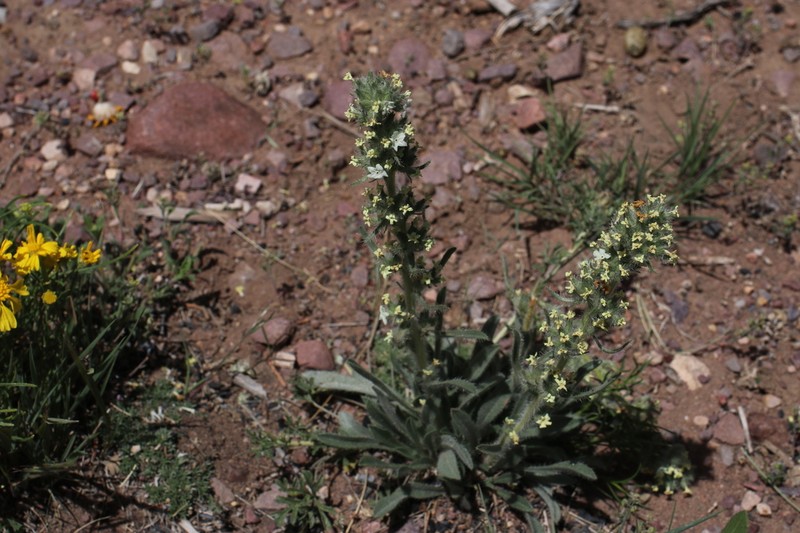 Silky Cryptantha photo 8