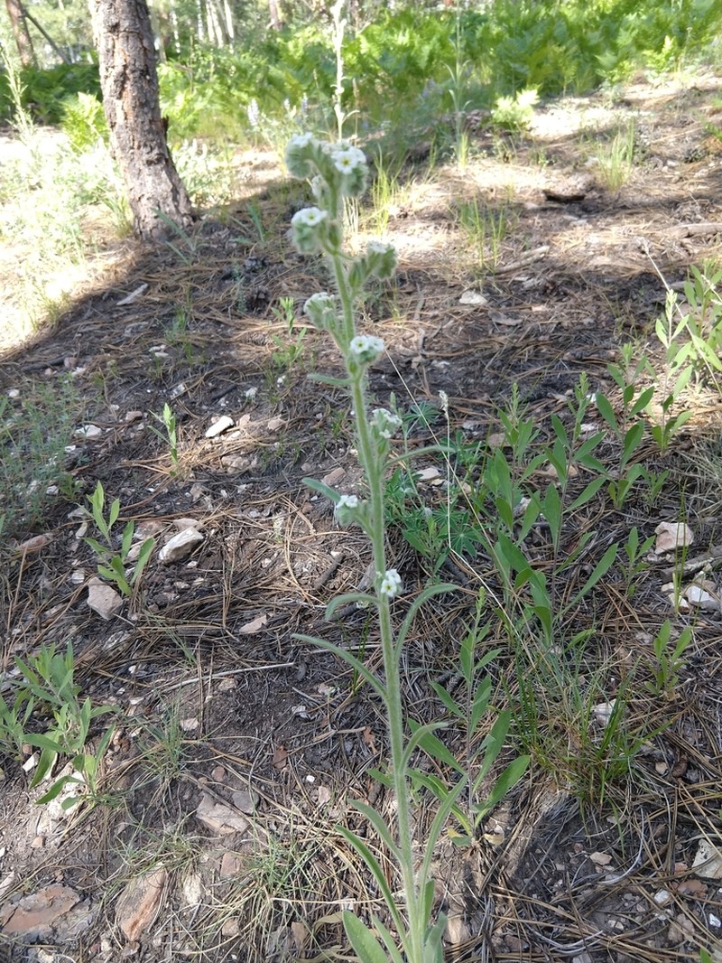 Bristly Cryptantha