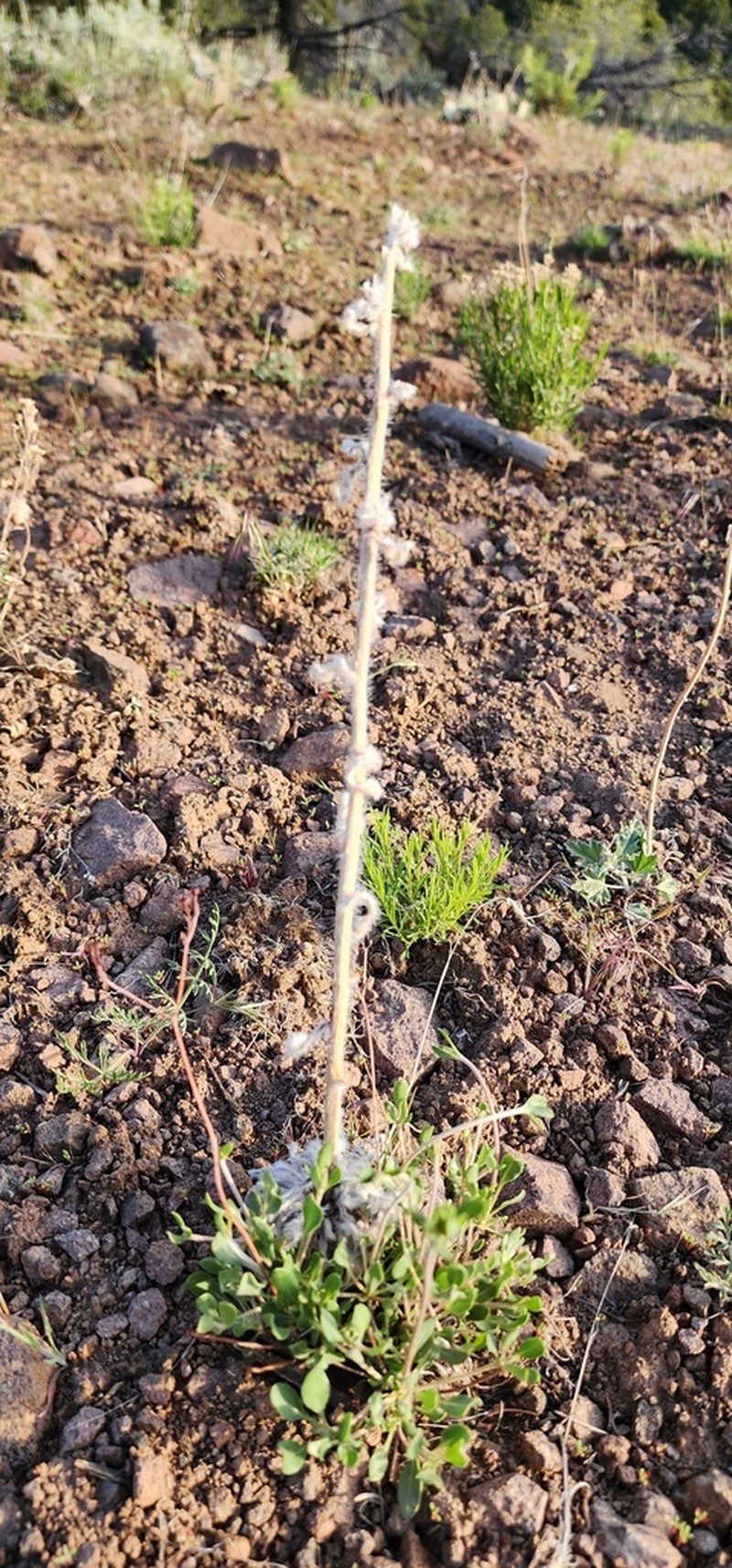 Bristly Cryptantha photo 2