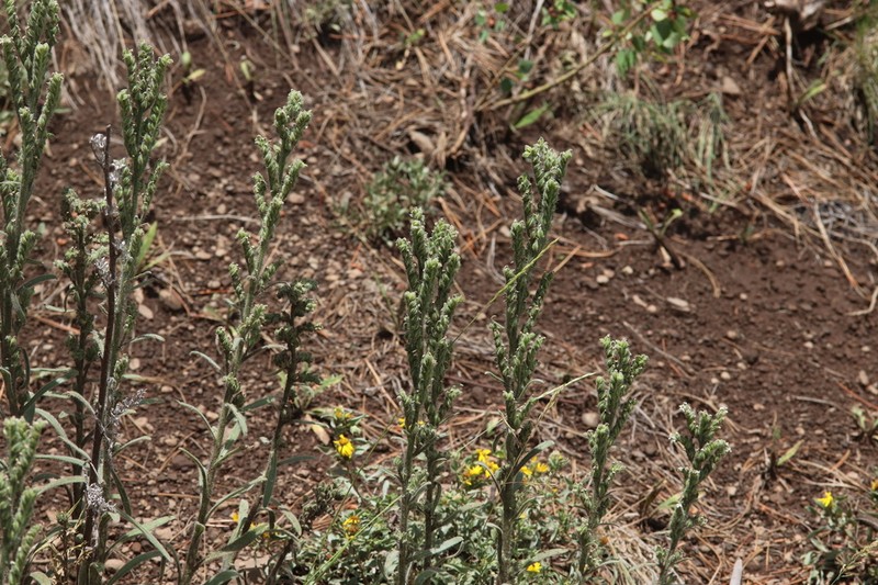 Bristly Cryptantha photo 3