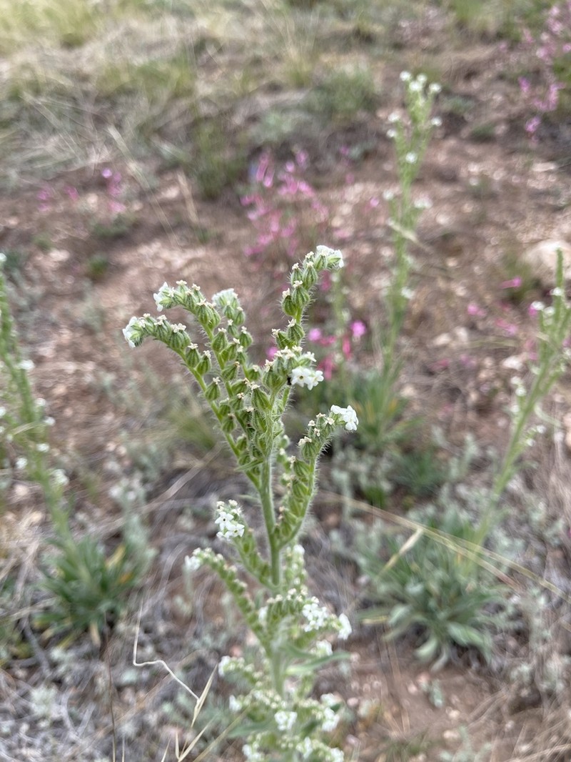 Bristly Cryptantha photo 4