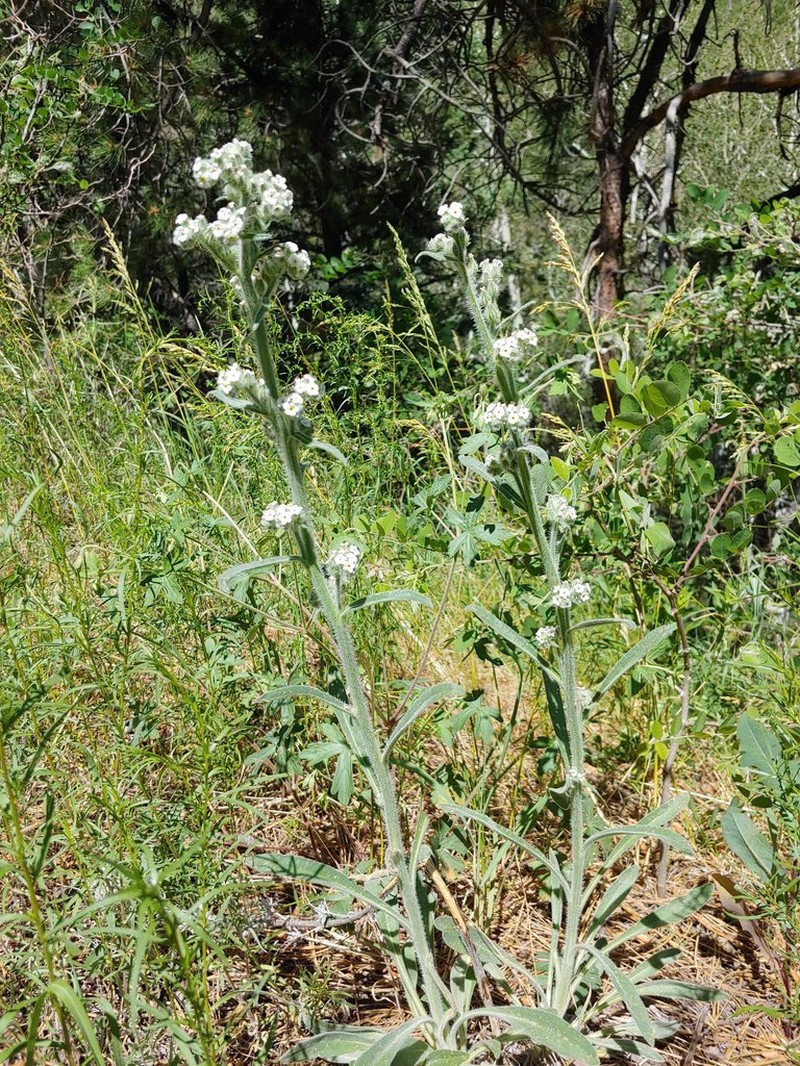 Bristly Cryptantha photo 5