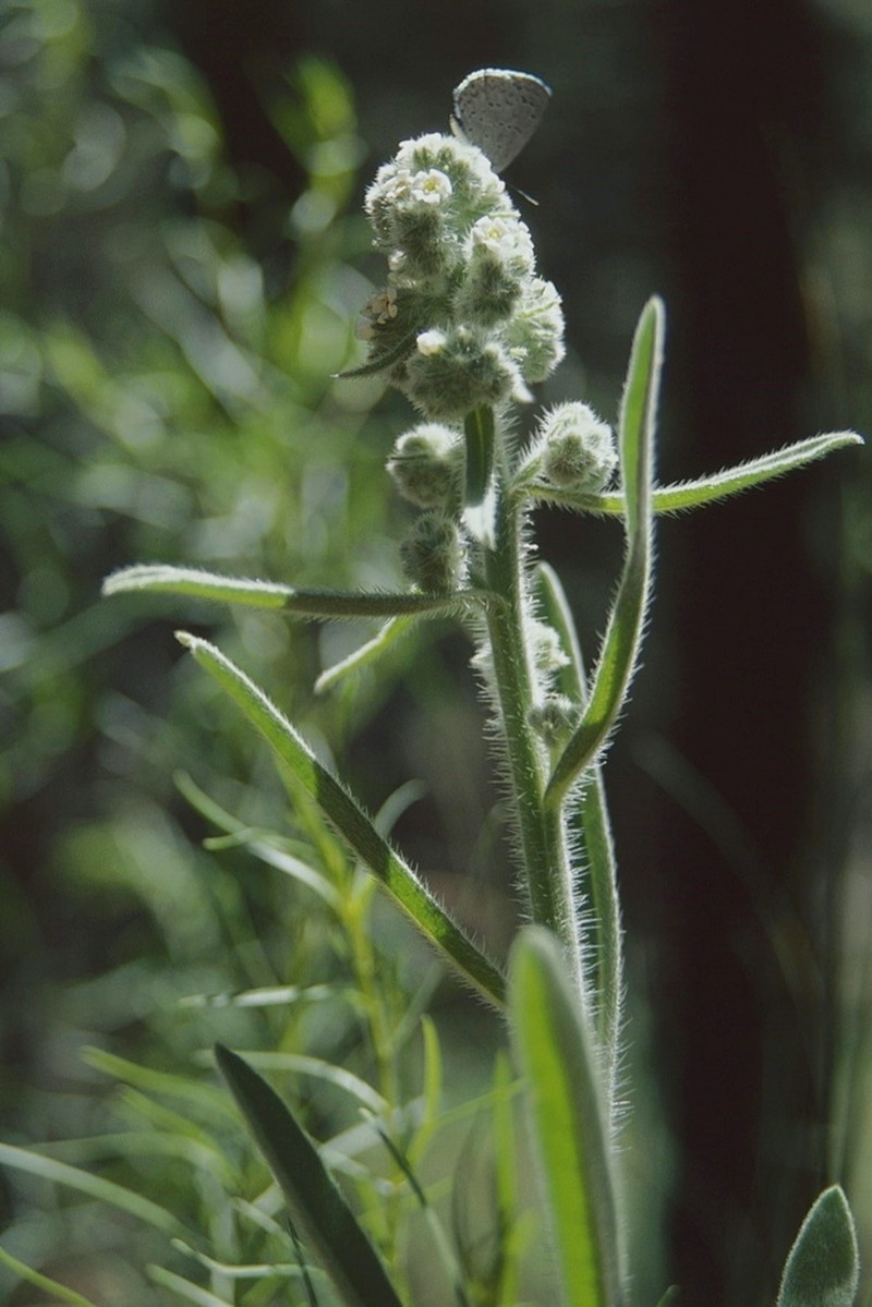 Bristly Cryptantha photo 6