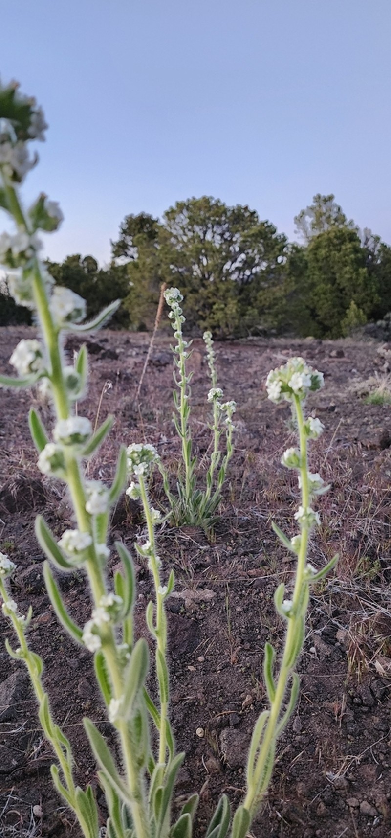 Bristly Cryptantha photo 7