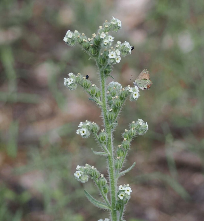 Bristly Cryptantha photo 8