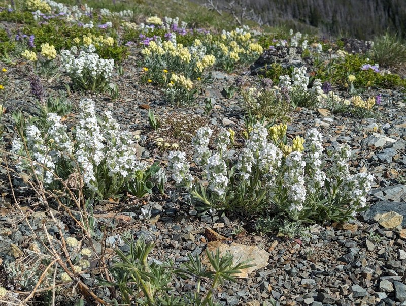Waterton Lakes Cryptantha