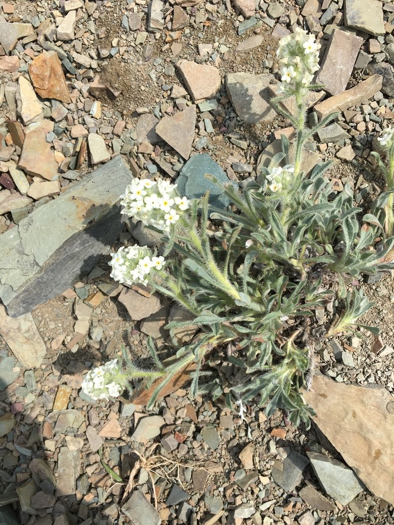 Waterton Lakes Cryptantha photo 2