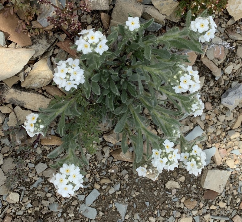 Waterton Lakes Cryptantha photo 3