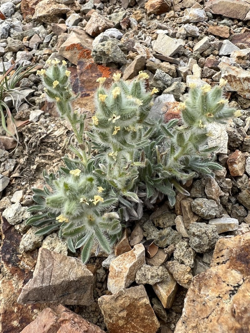 Waterton Lakes Cryptantha photo 4