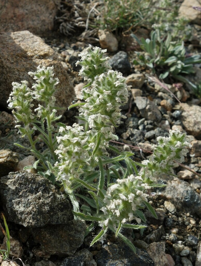 Waterton Lakes Cryptantha photo 5
