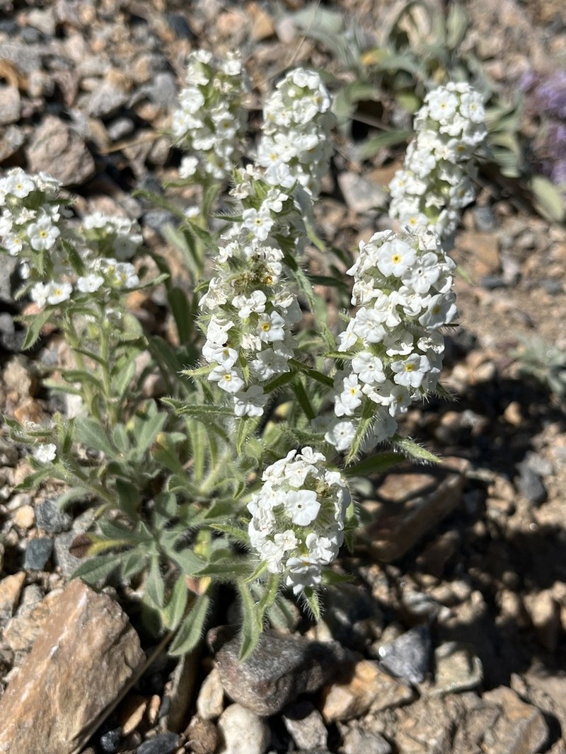 Waterton Lakes Cryptantha photo 6