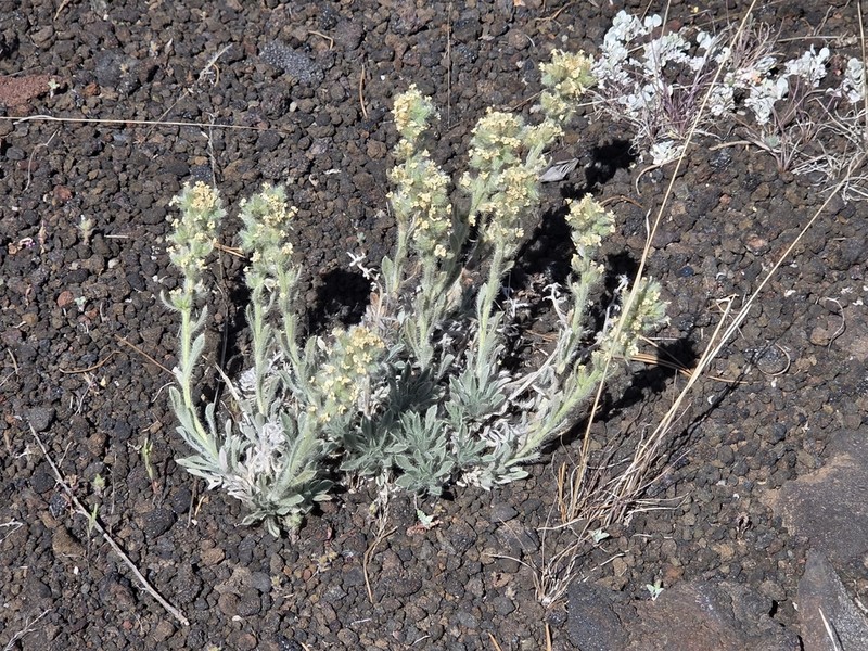 Waterton Lakes Cryptantha photo 7