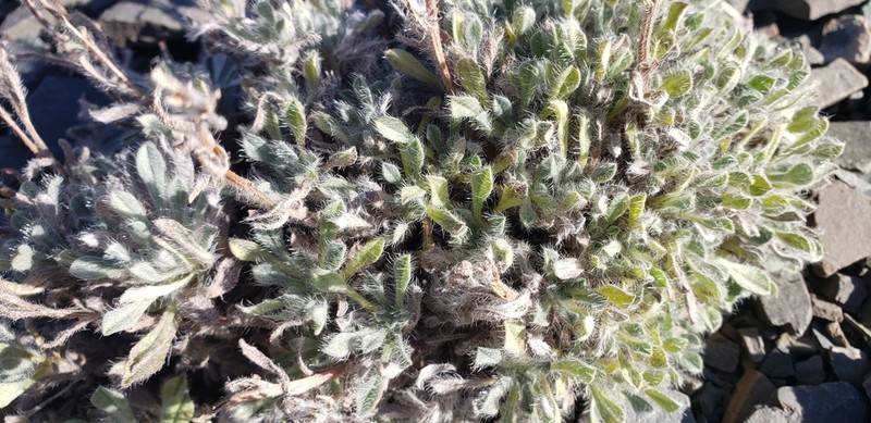 Waterton Lakes Cryptantha photo 8