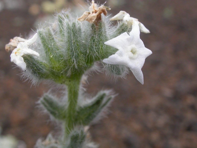 Snake River Cryptantha