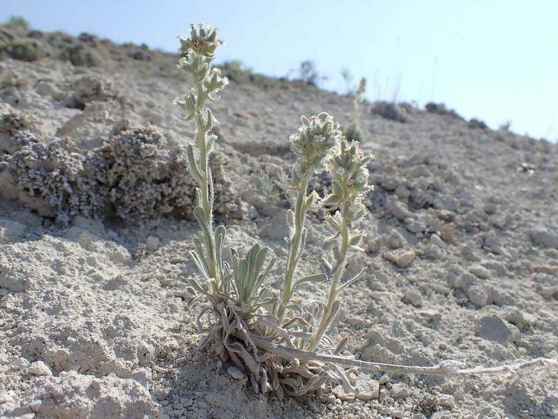 Snake River Cryptantha