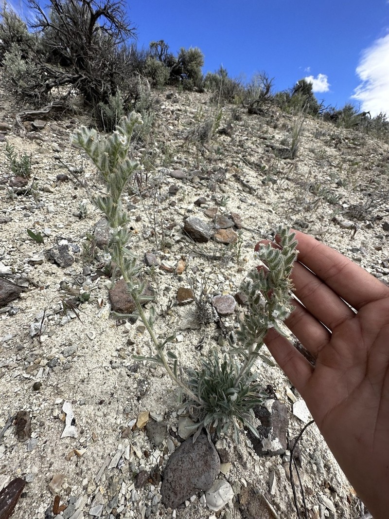 Snake River Cryptantha photo 2