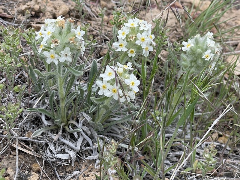 Snake River Cryptantha photo 3