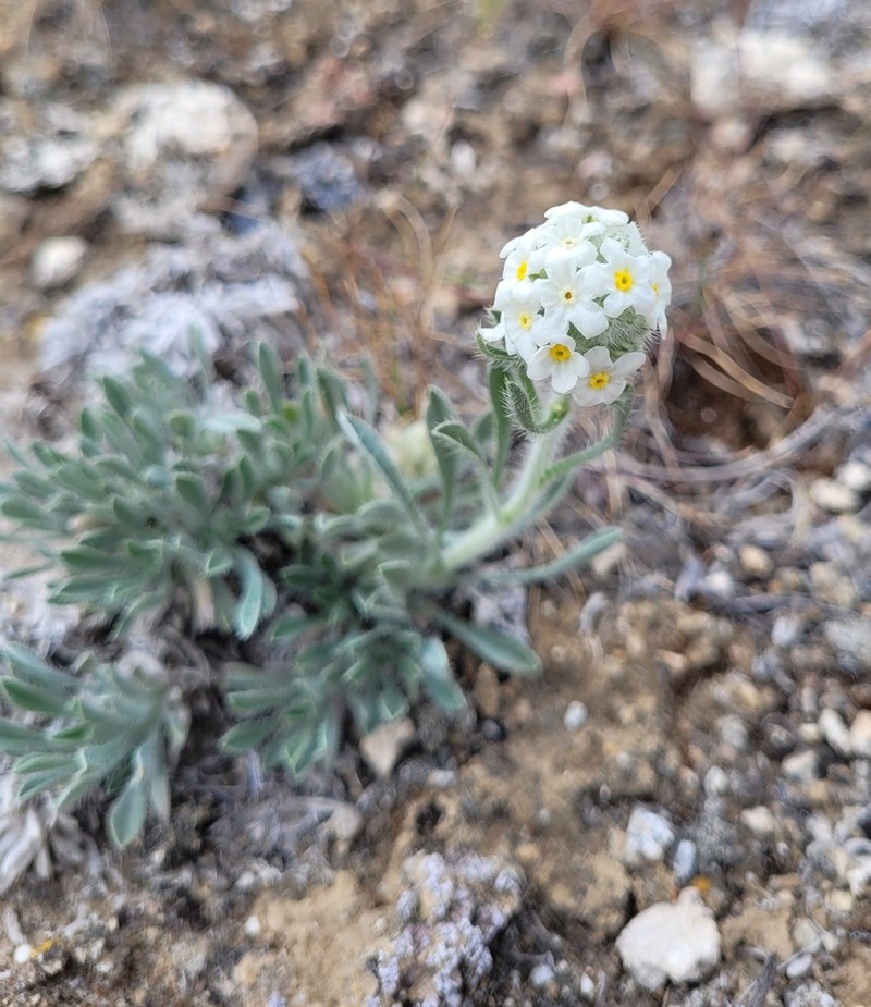 Snake River Cryptantha photo 5