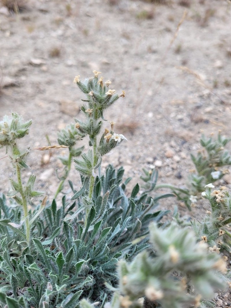 Snake River Cryptantha photo 6