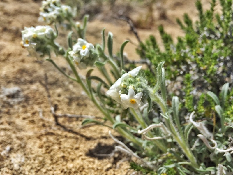 Snake River Cryptantha photo 7